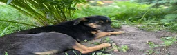 Mixed Breed dogs for adoption: ❤️🐶 GINA – GENTLE PEOPLE, PLAYFUL DOGS in Burton-on-Trent - Advert 6