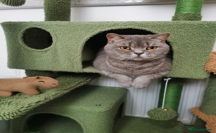British Shorthair cats - Advert 6