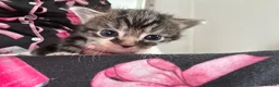 British Longhair cats for sale: Kittens 💕 - Advert 7