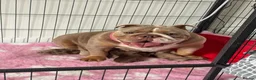 English Bulldog dogs for sale:   Beautiful English Bulldog Puppies  - Advert 2