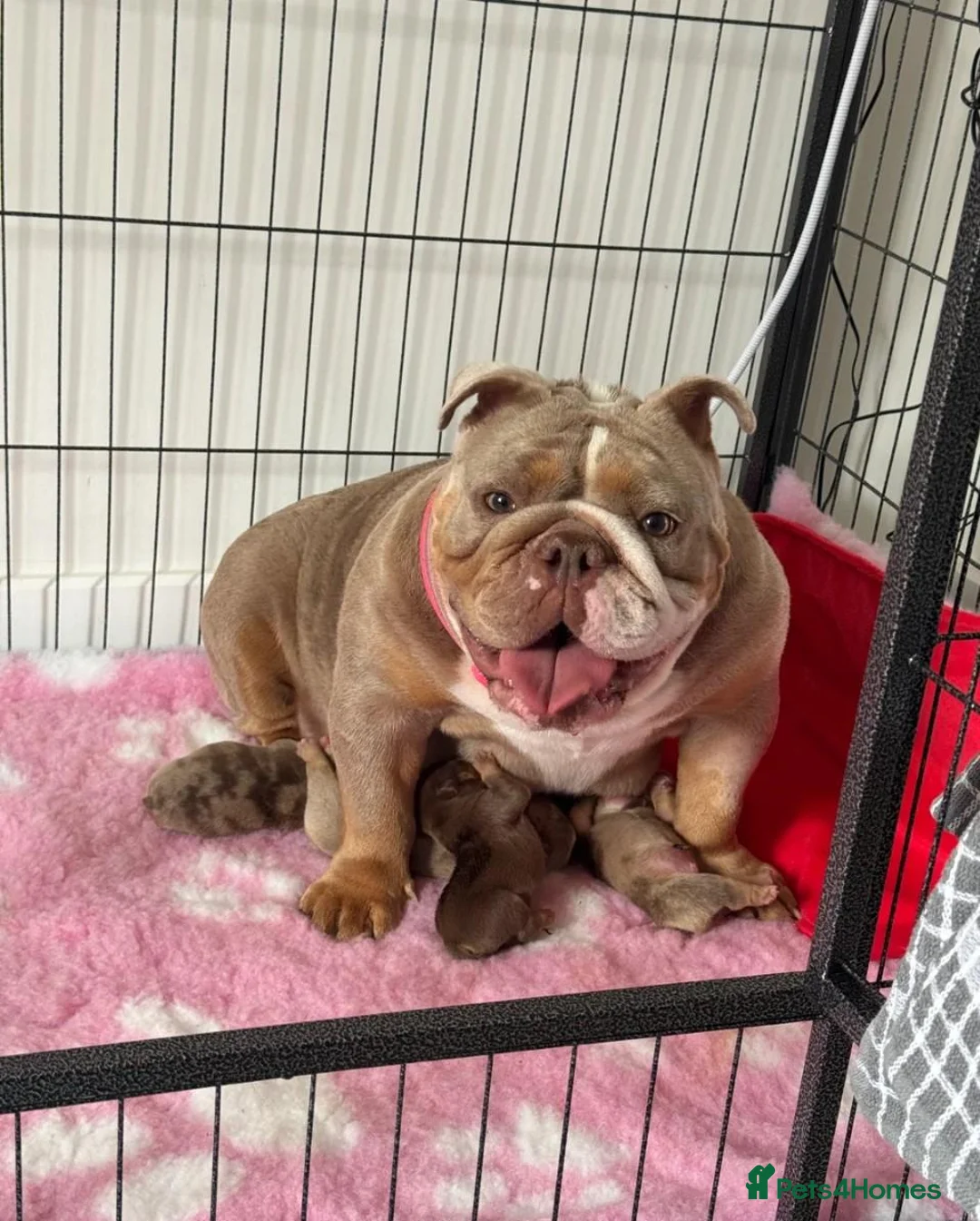 English Bulldog dogs for sale:   Beautiful English Bulldog Puppies  - Advert 2