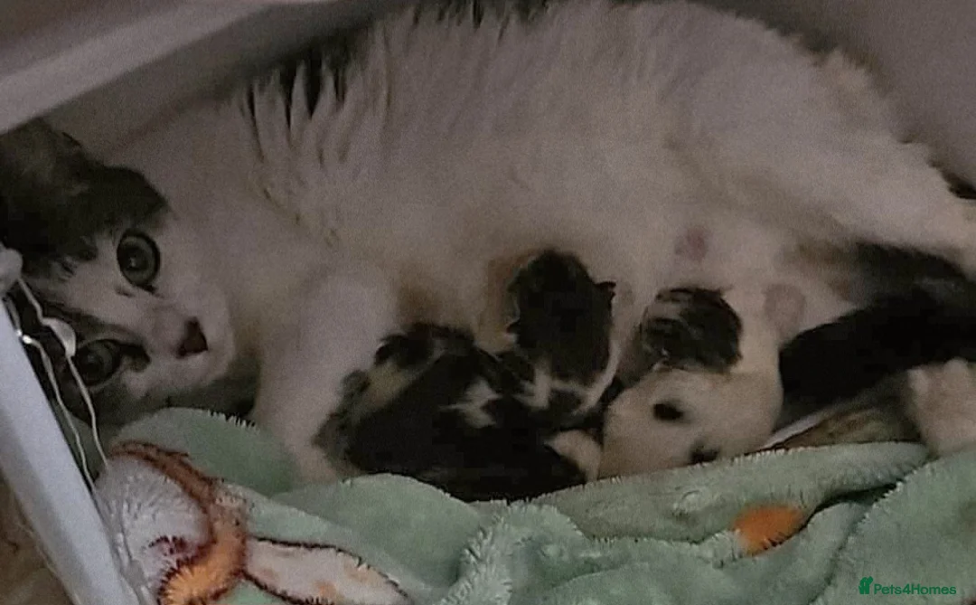 Mixed Breed cats for sale: 4 Beautiful Little Kittens For Sale - Advert 4