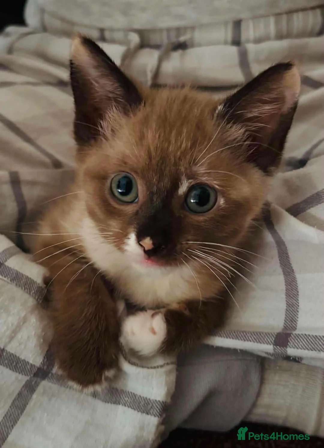 Mixed Breed cats for sale: Kittens for sale in Saxmundham - Advert 2