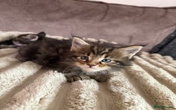 Maine Coon cats for sale: XL Russian Cubs 🇷🇺 ❤️ - Image 8