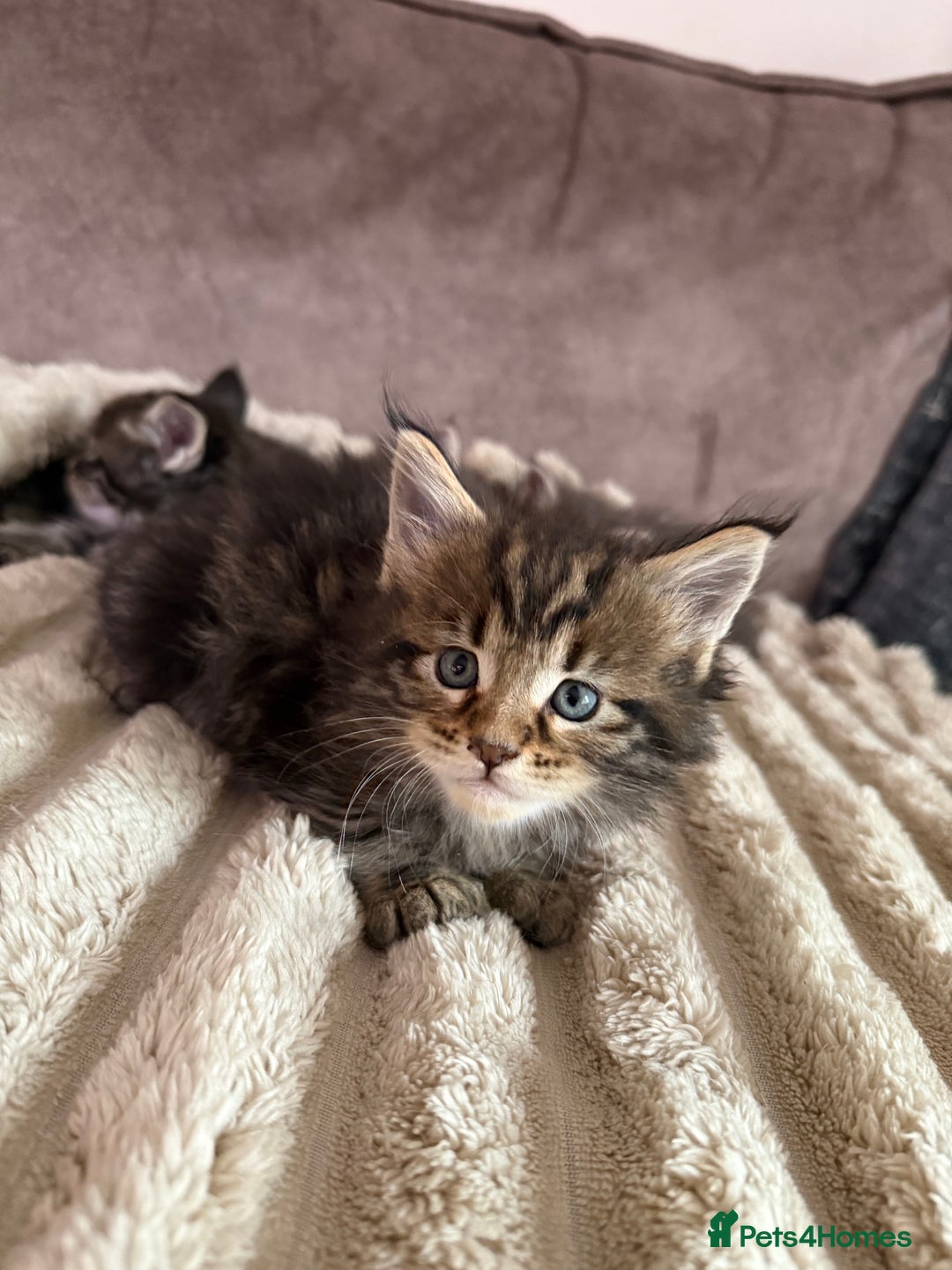 Maine Coon cats for sale: XL Russian Cubs 🇷🇺 ❤️ - Image 8