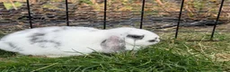 Mini Lop rabbits for sale: Lovely Lilac Butterfly Doe - Advert 2