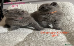 British Shorthair cats for sale: 4 purebred British shorthair kittens  - Image 9
