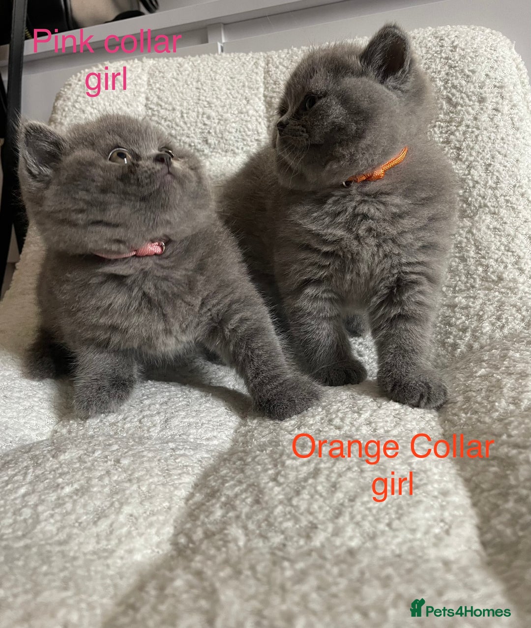 British Shorthair cats for sale: 4 purebred British shorthair kittens  - Image 9