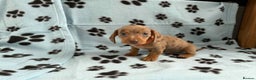 Miniature Dachshund dogs for sale: STUNNING MINIATURE DACHSHUND PUPPIES - Advert 4