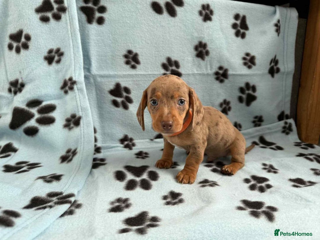 Miniature Dachshund dogs for sale: STUNNING MINIATURE DACHSHUND PUPPIES - Advert 4