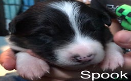 Border Collie dogs for sale: Beautiful Border Collie Pups, Merle & Classic Tri - Image 2
