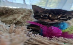 Mixed Breed cats for sale: 7 cute kittens - Image 9
