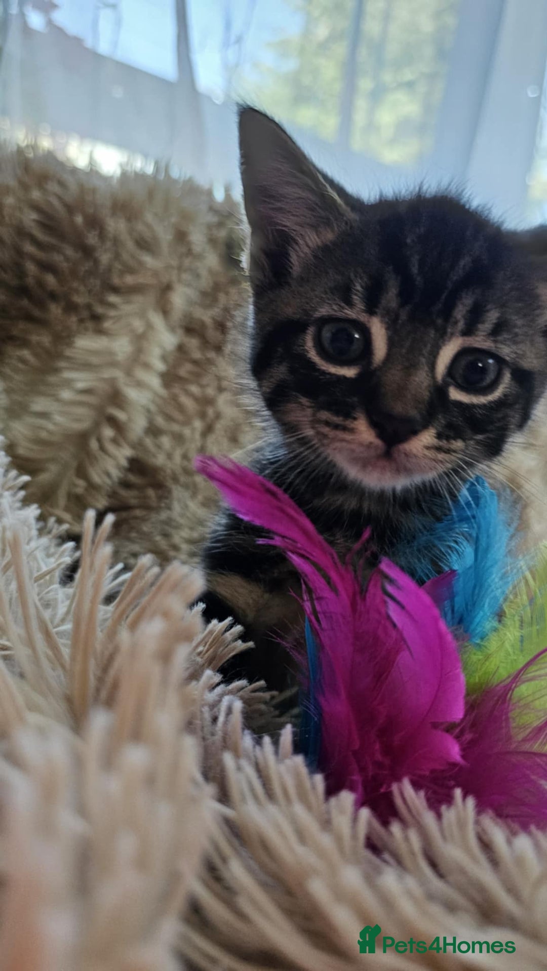 Mixed Breed cats for sale: 7 cute kittens - Image 9