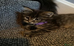Maine Coon cats for sale: 🐾🐈‍⬛10 week old Maine coon kittens🐈‍⬛🐾 - Image 9