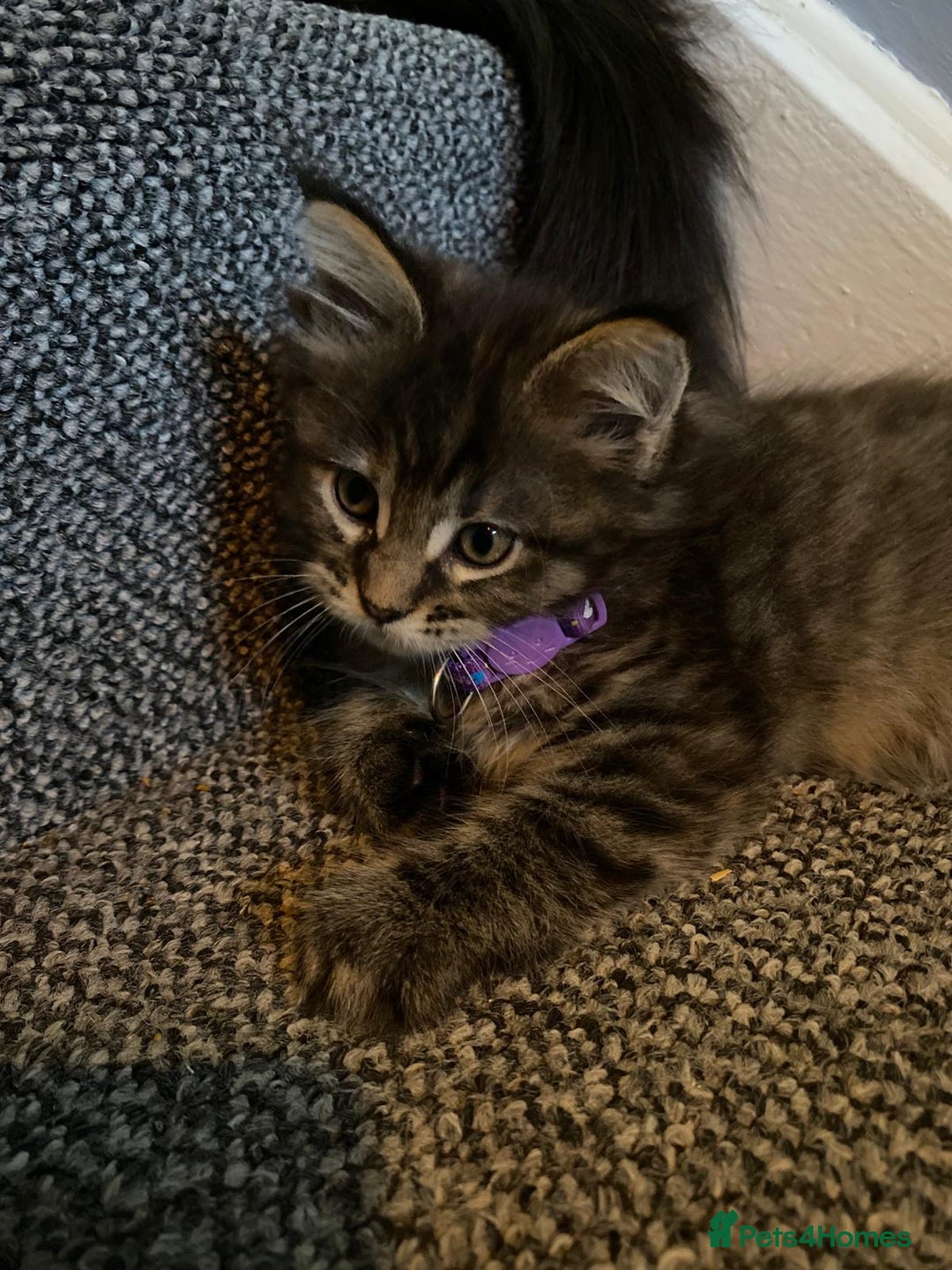 Maine Coon cats for sale: 🐾🐈‍⬛10 week old Maine coon kittens🐈‍⬛🐾 - Image 9