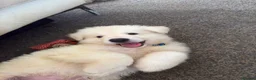 German Shepherd dogs for sale: Straight Back White German Shepherd Pups 🐶 🐕  - Advert 19