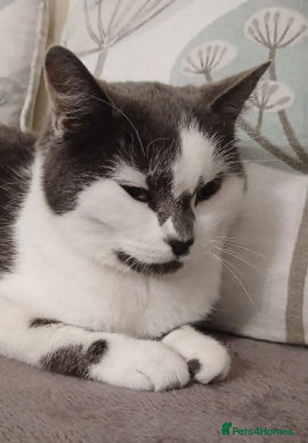 Mixed Breed cats for adoption: Judy. - Advert 6