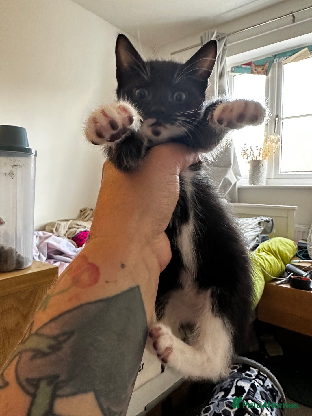 Domestic Shorthair cats for sale: 4 beautiful kittens  - Image 3