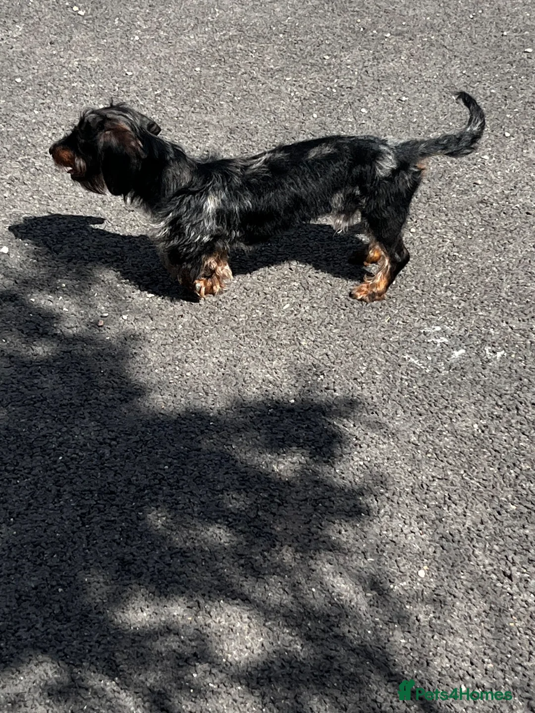 Miniature Dachshund dogs for sale: Miniature dachshund puppy - Advert 4