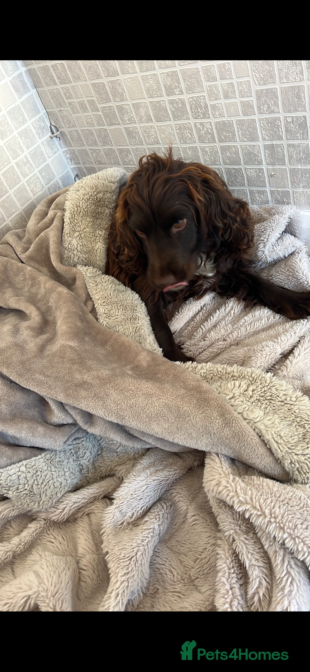 Cockapoo dogs for sale: Beautiful cockapoo pups  - Advert 9