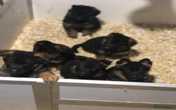 German Shepherd dogs for sale: West German German Shepherd stud dog for sale - Image 18