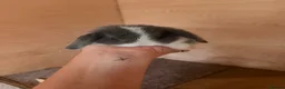 Dwarf Lop rabbits for sale: 3 x dwarf lop kits - rehomed from 10.09 from - Advert 6