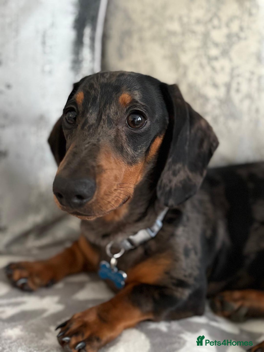 Miniature Dachshund dogs for stud: Bruno The Silver dapple - Image 4