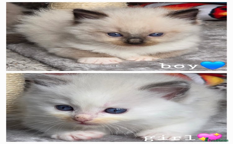 Ragdoll cats - Advert 10