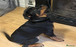 Rottweiler dogs for sale: Unfortunately need to rehome Benny  - Advert 4