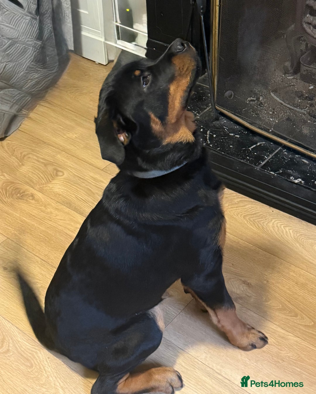 Rottweiler dogs for sale: Unfortunately need to rehome Benny  - Advert 4