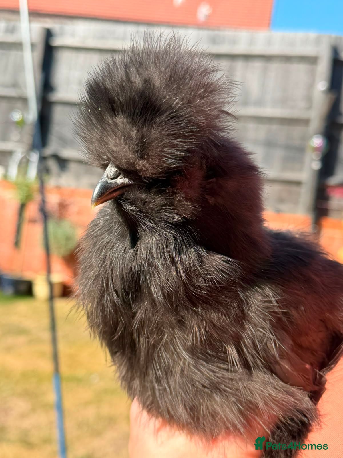 Chickens poultry Black Silkies  - Advert 17