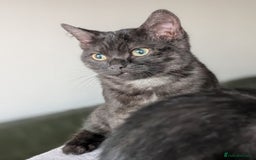 Selkirk Rex cats for sale: 😻 Stunning Selkirk Rex Mix Kittens 😻 - Image 15