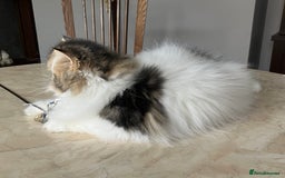 Persian cats for sale: Pedigree Persian kitten for sale - Image 5