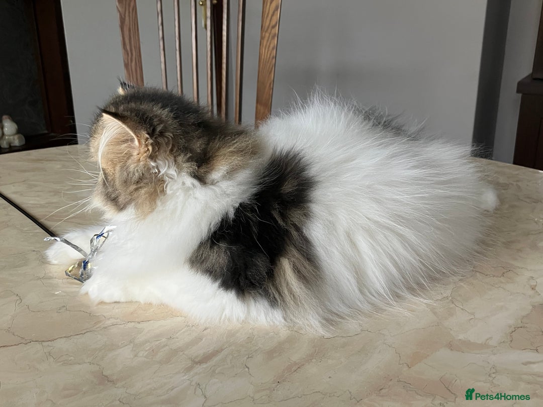 Persian cats for sale: Pedigree Persian kitten for sale - Image 5