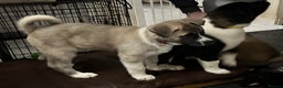Akita dogs for sale: Akita Puppies for Sale - Advert 35