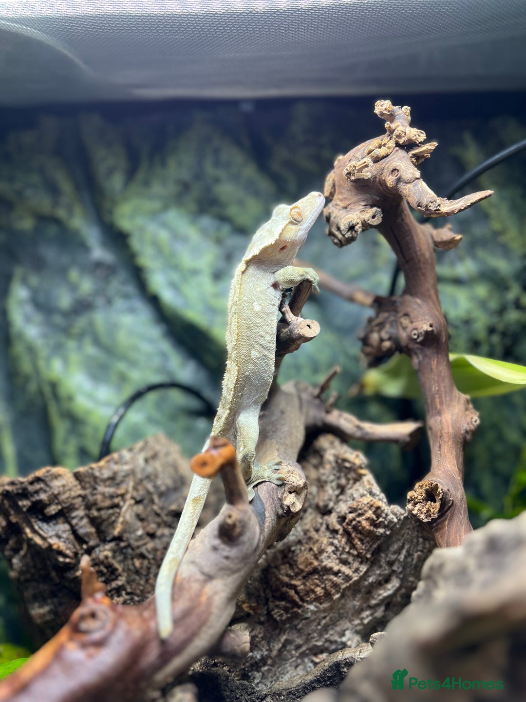 Gecko reptiles for sale: Crested gecko and custom viv - Image 4