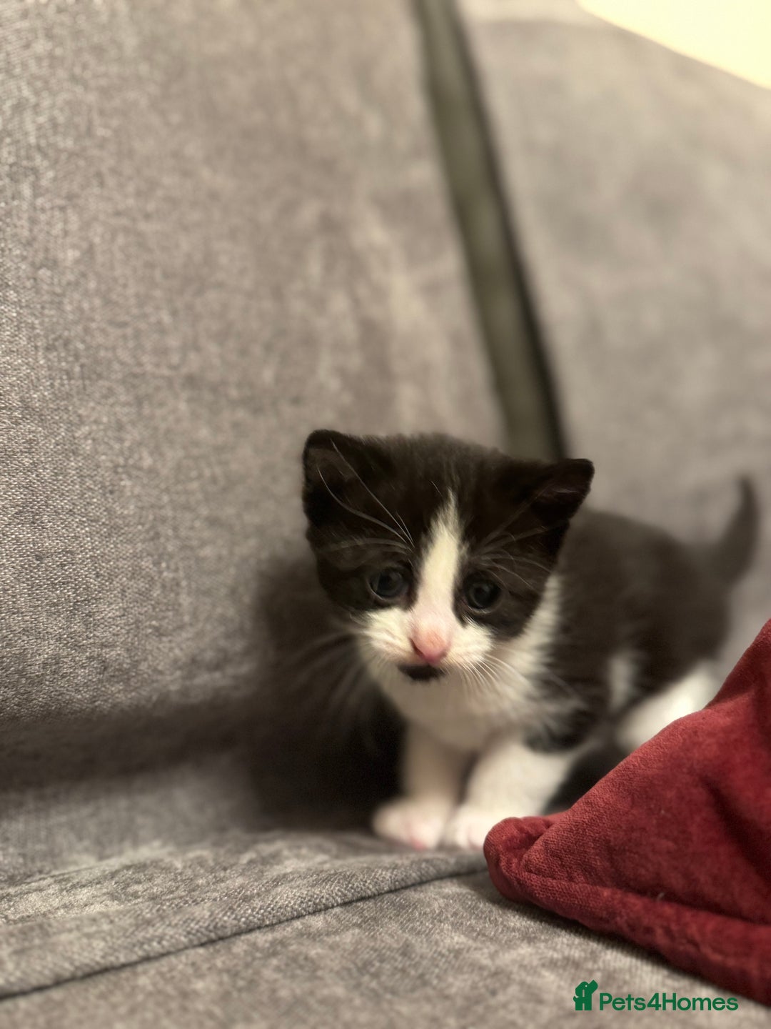 Mixed Breed cats for sale: 3 Beautiful kittens available - Advert 2