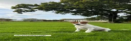 Parson Russell dogs for stud: KC Registered Parson Russell Terrier Stud - Advert 7