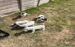 Jack Russell dogs for sale: Jack Russell puppies  - Image 9
