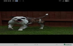 Old Tyme Bulldog dogs for sale: Old tyme bulldog  - Image 2