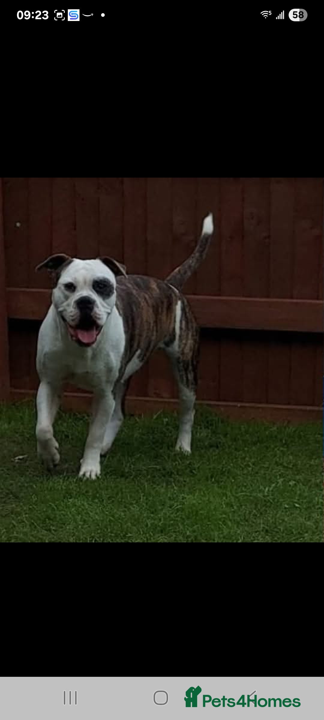 Old Tyme Bulldog dogs for sale: Old tyme bulldog  - Image 2