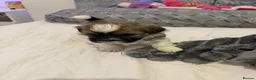 Shih Tzu dogs for sale: Beautiful Shih Tzu Puppies-Loving family Home - Advert 4