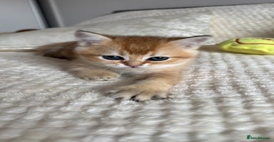 Scottish Fold cats - Advert 5