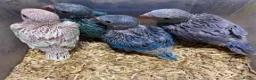 Ringnecks birds for sale: Beautiful Hand-Reared Baby Indian Ringnecks  - Advert 2