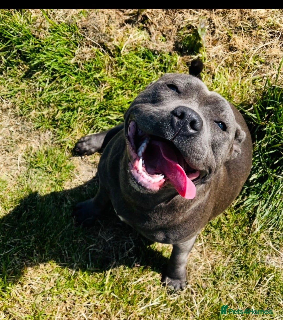 Staffordshire Bull Terrier dogs for sale: Blue Staffordshire bull terriers  - Advert 11