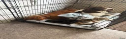 Sprocker dogs for sale: Gorgeous litter of sprockers  in Ammanford - Advert 4