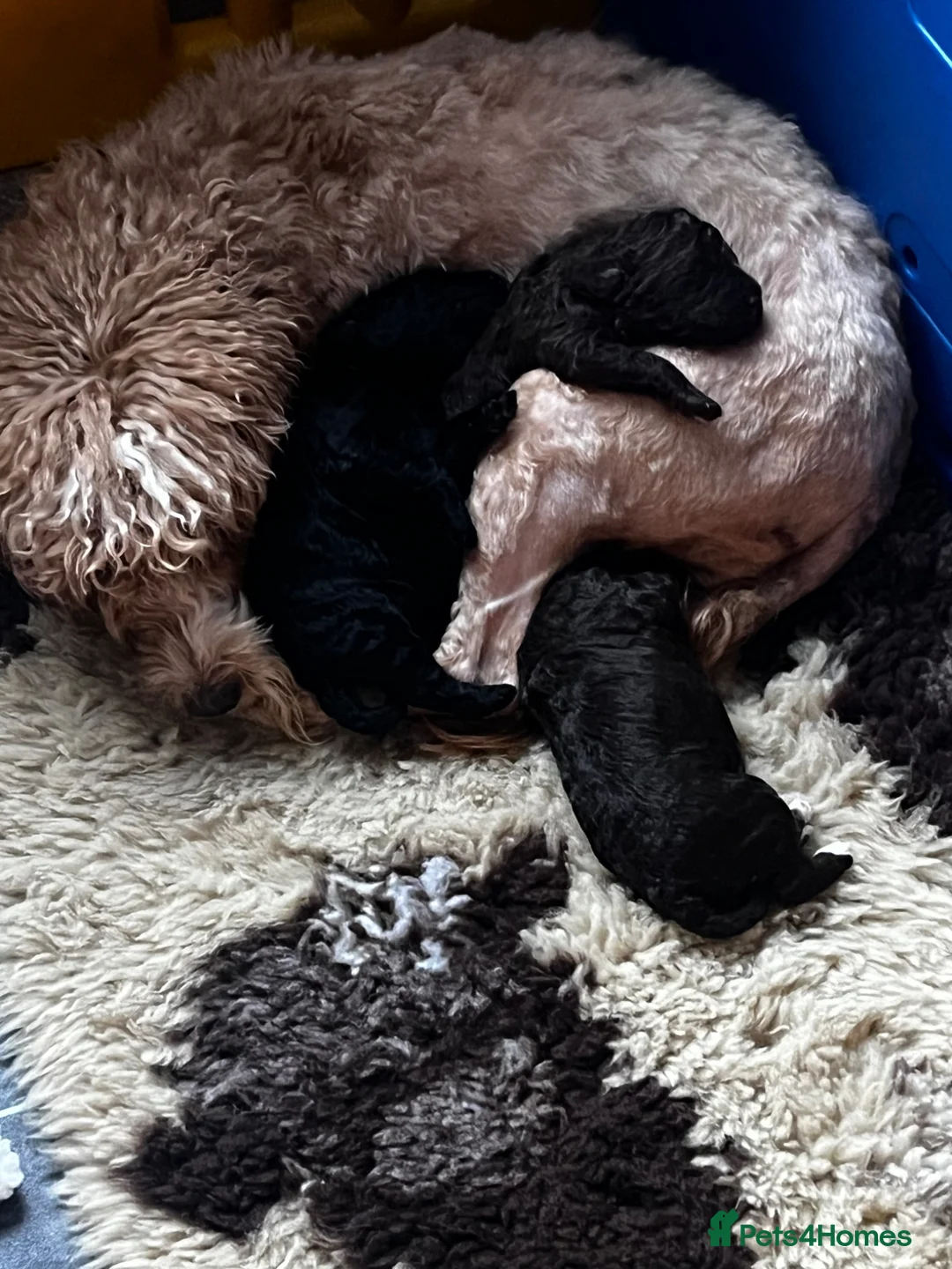 Cockapoo dogs for sale: 1 lovely chocolate cockapoo girl  - Advert 1