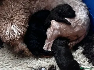 Cockapoo dogs 1 lovely chocolate cockapoo girl - Advert 1