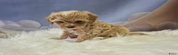 Maltipoo dogs for sale: Stunning Toy Asian & Korean F1 Maltipoo Apricot - Advert 21
