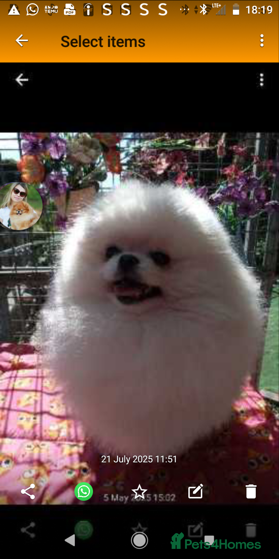 Pomeranian dogs for sale: Stunning white male pomeranian  - Advert 2